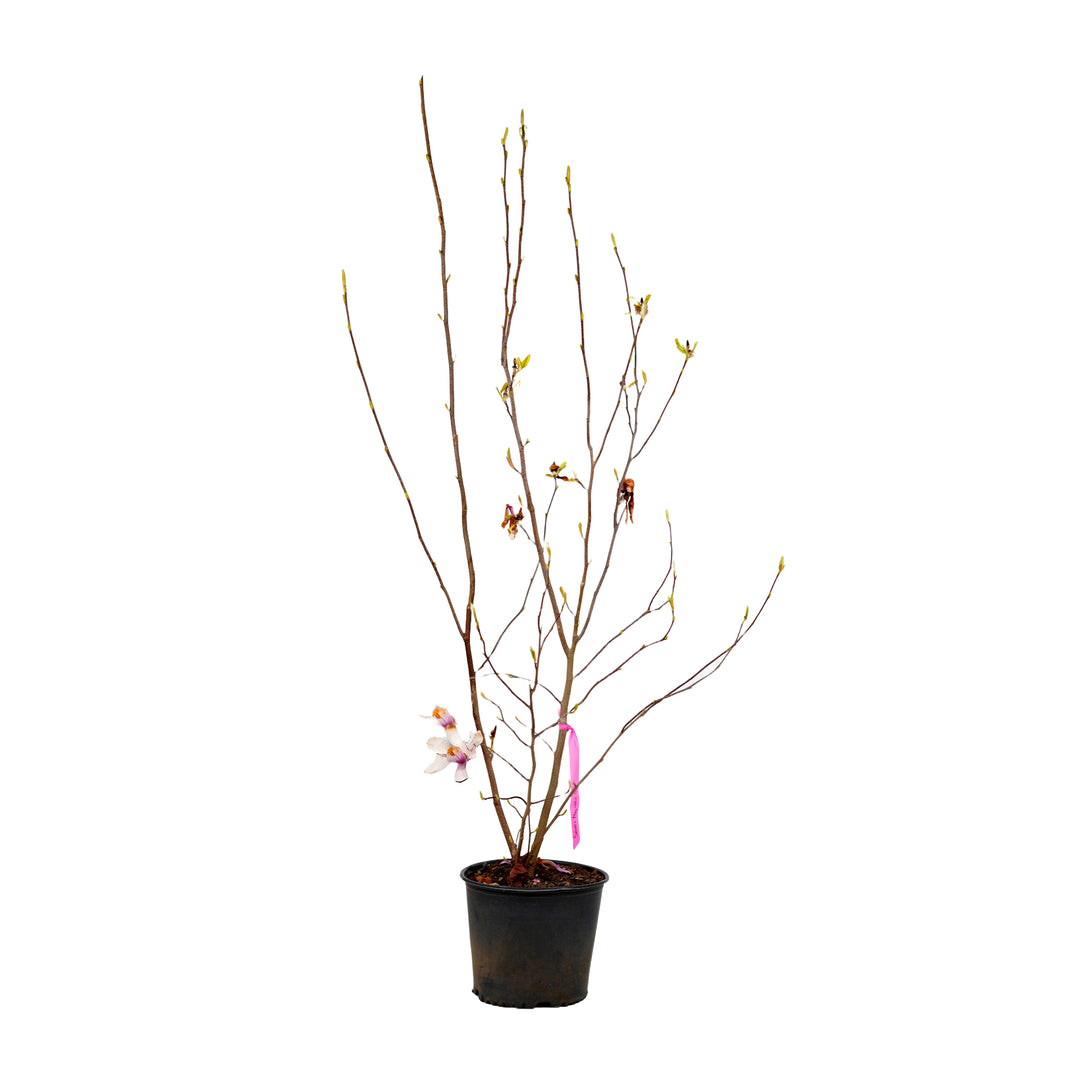 A container-grown Saucer Magnolia tree with young spring growth and a pink flower