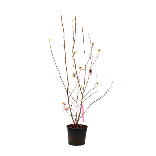 A container-grown Saucer Magnolia tree with young spring growth and a pink flower