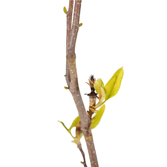 Close-up of young spring leaf buds and fresh growth on a Saucer Magnolia tree branch