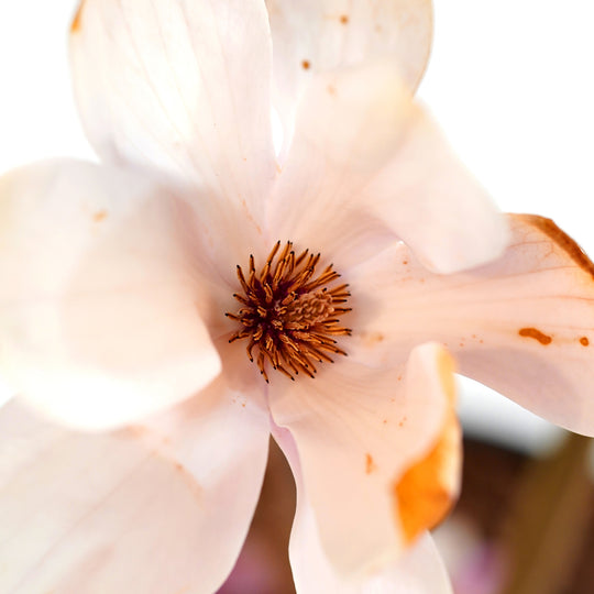 Extreme close-up of the center of a Saucer Magnolia flower highlighting dark stamens and pink petals