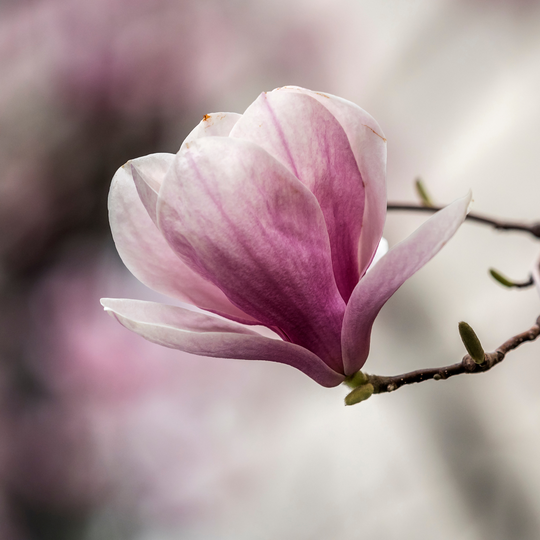 Close-up of a pink and white tulip-shaped blossom on a Saucer Magnolia tree branch