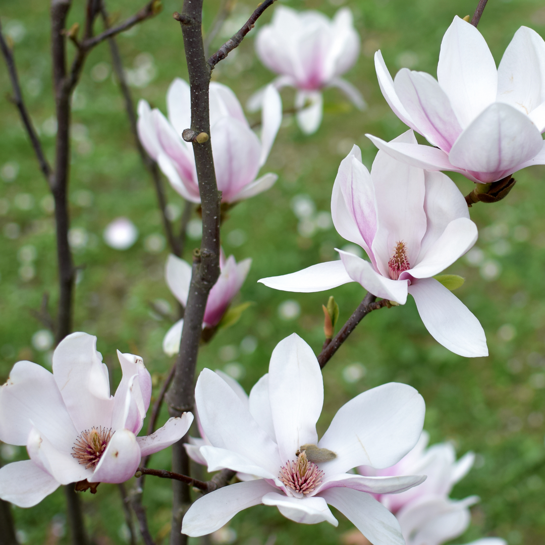 A close-up cluster of pink and white blossoms on a Saucer Magnolia tree
