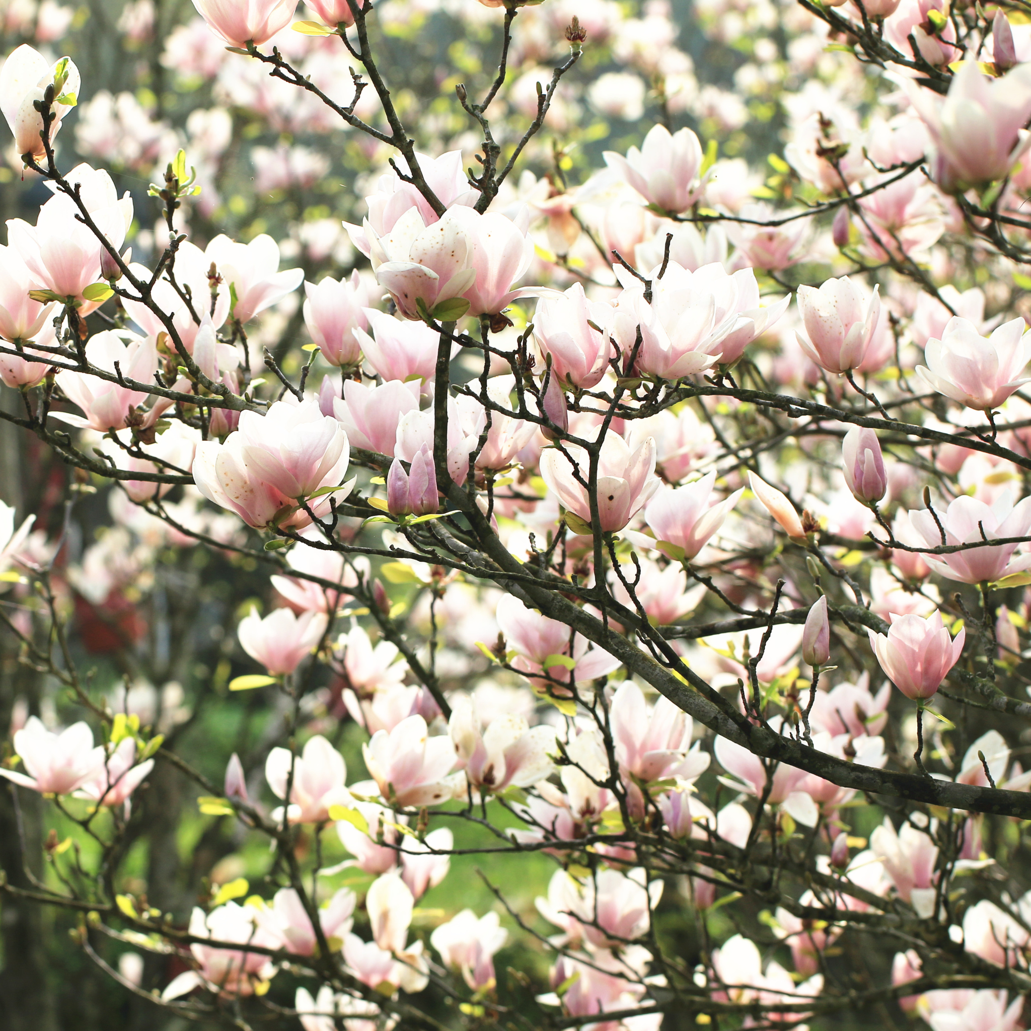 A Southern Magnolia tree filled with dense pink and white spring blossoms