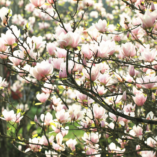 A Southern Magnolia tree filled with dense pink and white spring blossoms