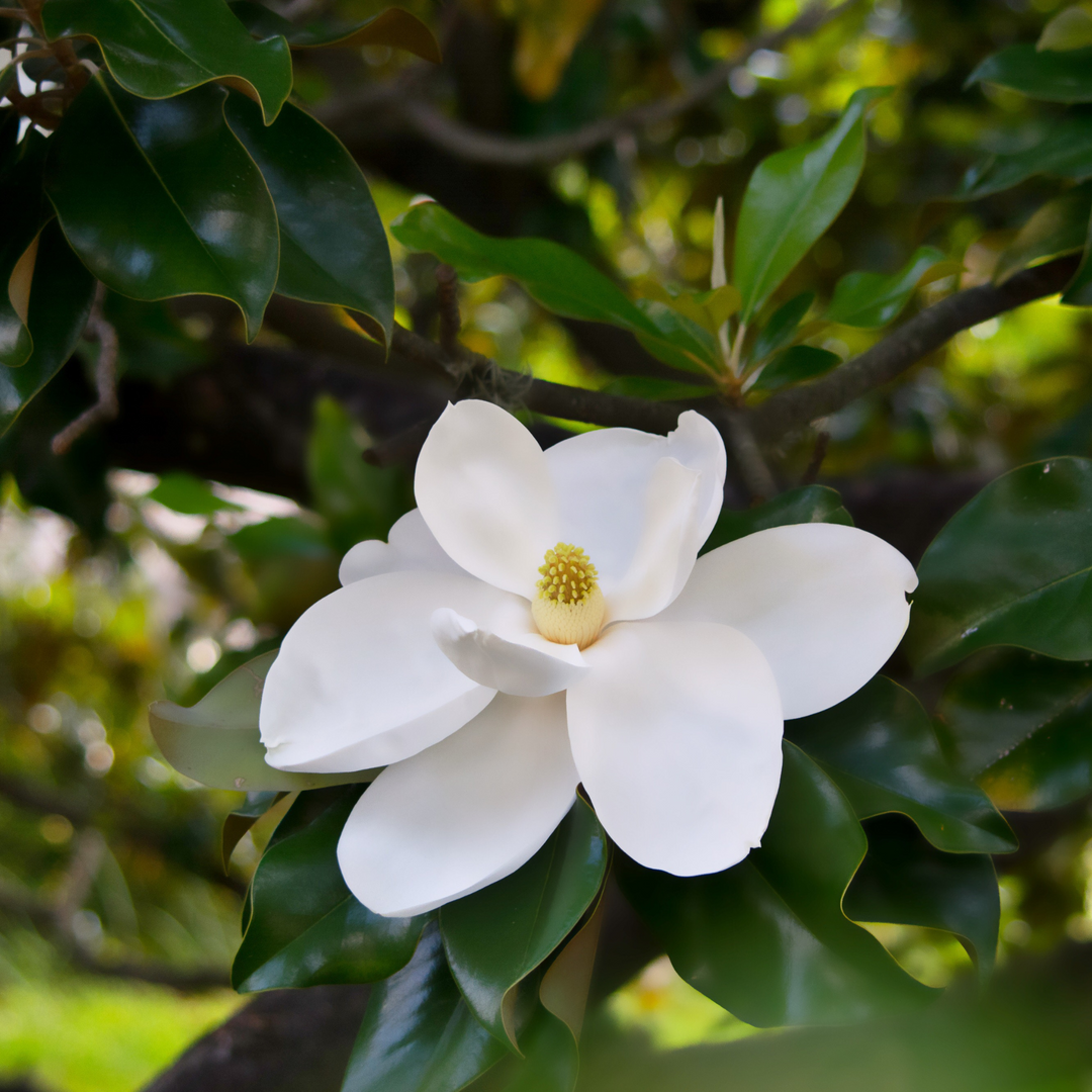 Close-up of a large white Southern Magnolia flower surrounded by glossy green leaves
