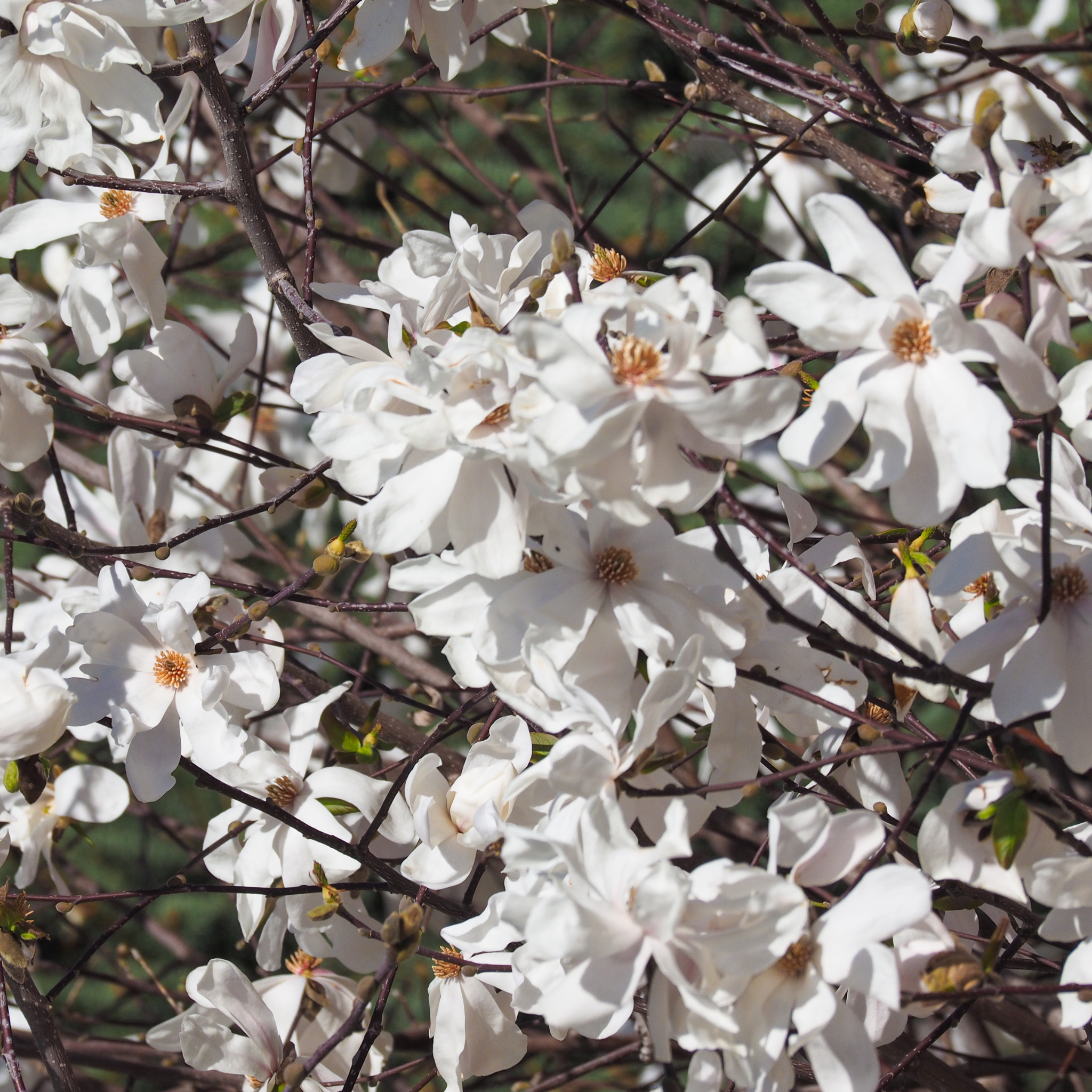 A Sweetbay Magnolia tree filled with dense white spring blossoms