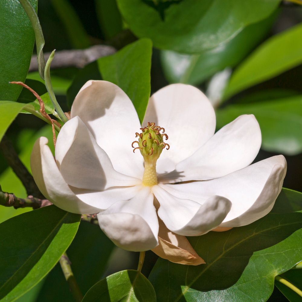 Close-up of a creamy white Sweetbay Magnolia flower with a prominent green center