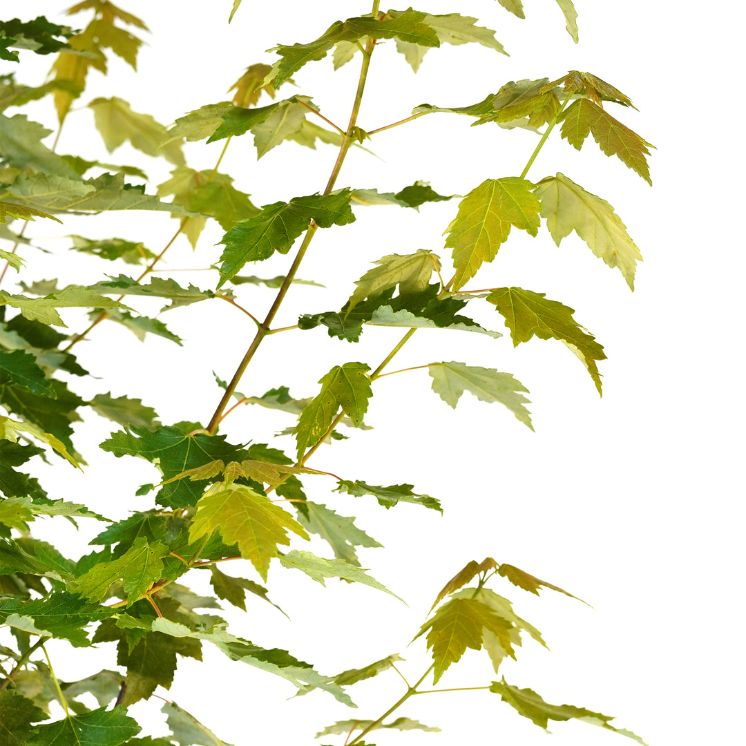 Close-up of bright green foliage on a Brandywine Red Maple tree against a white background