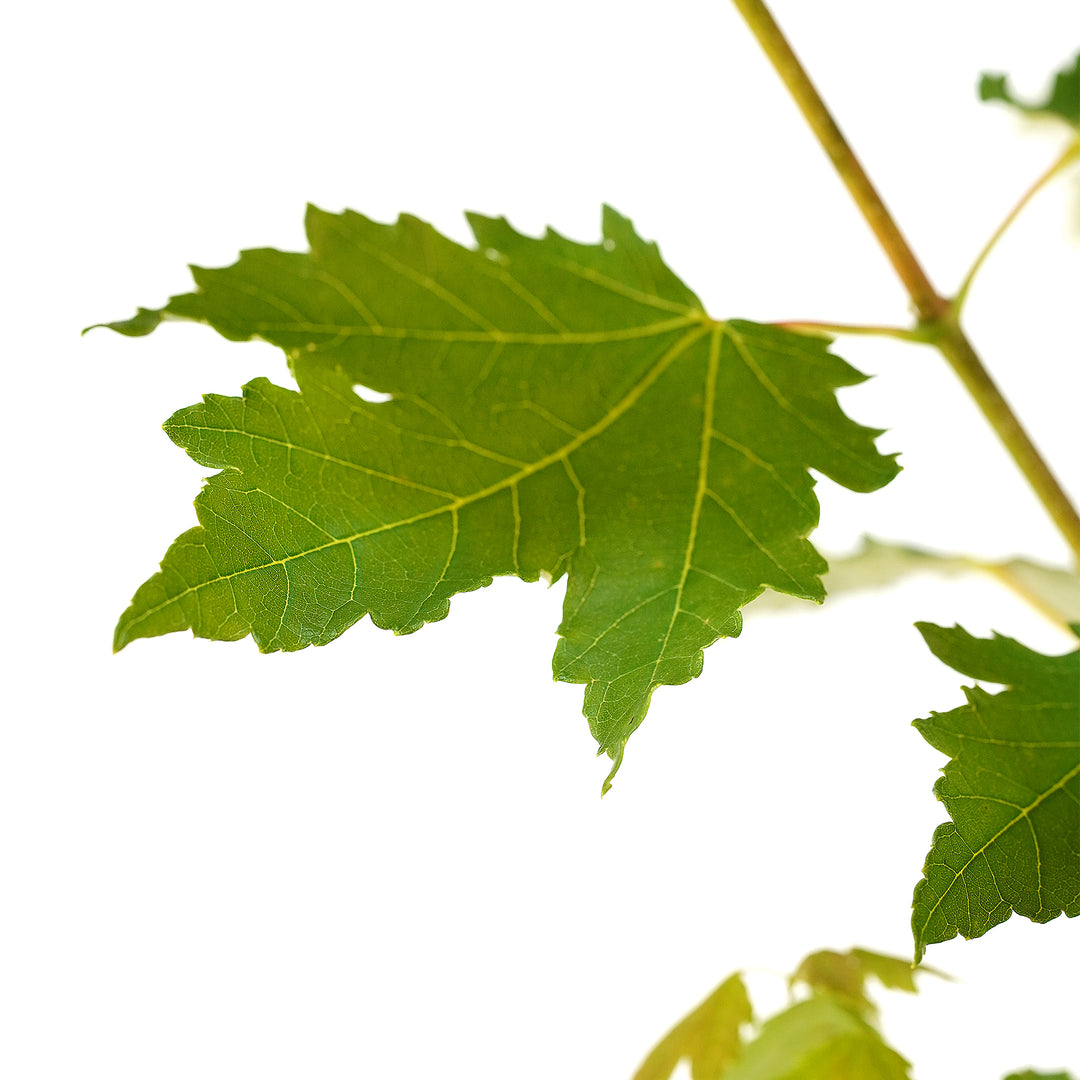 Close-up of a vibrant green leaf on a Brandywine Red Maple tree against a white background