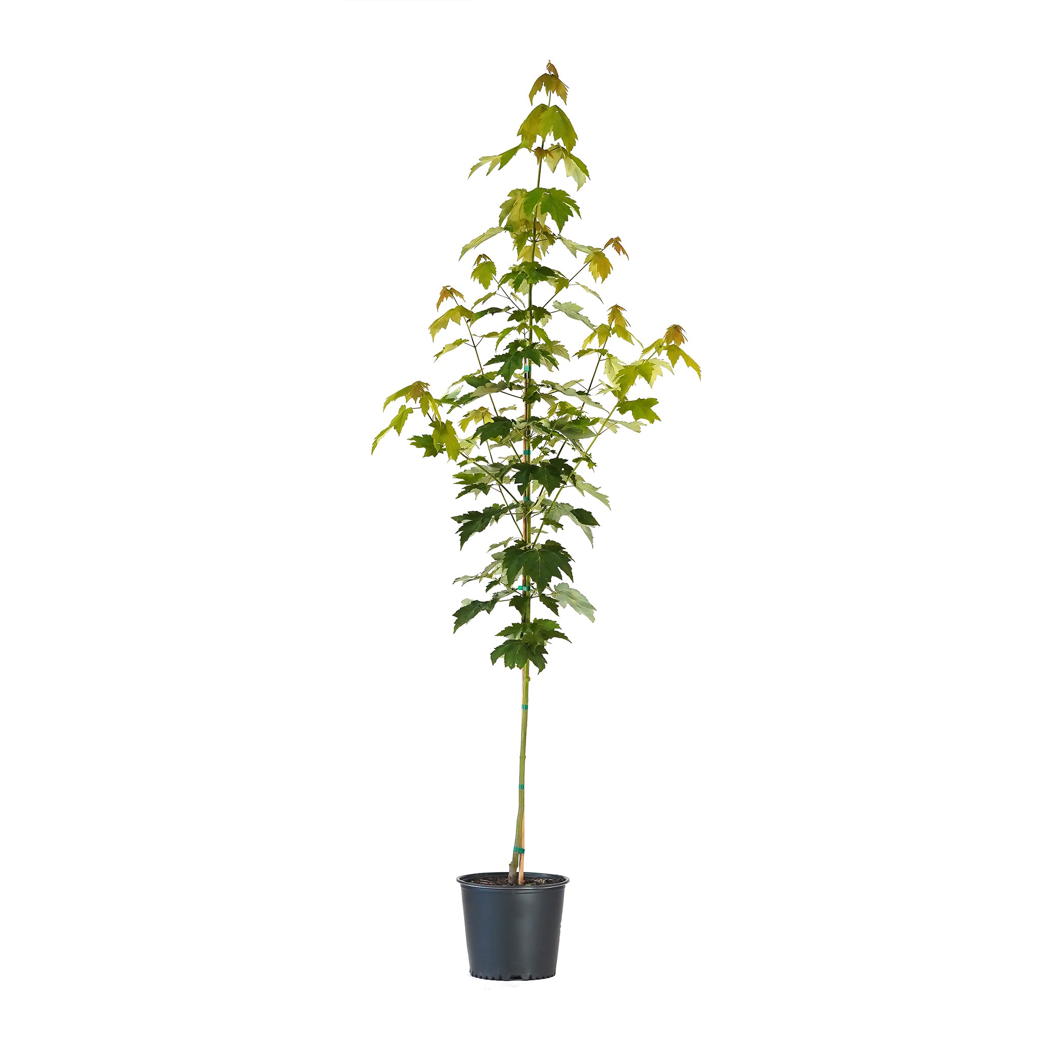 Red Maple (Rubrum) tree with lush green foliage in a black nursery pot