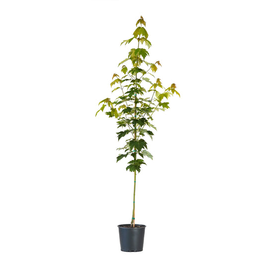 Red Maple (Rubrum) tree with lush green foliage in a black nursery pot