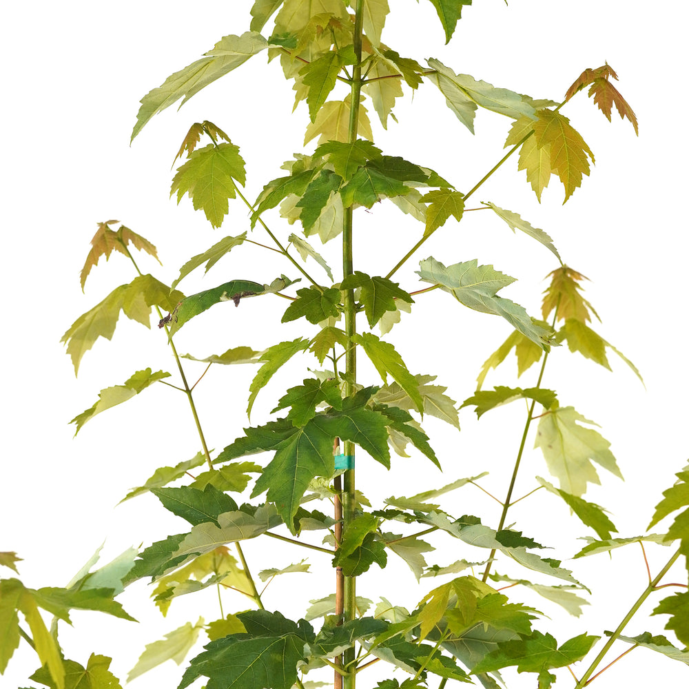 Close-up of bright green foliage on a Red Maple Rubrum tree against a white background