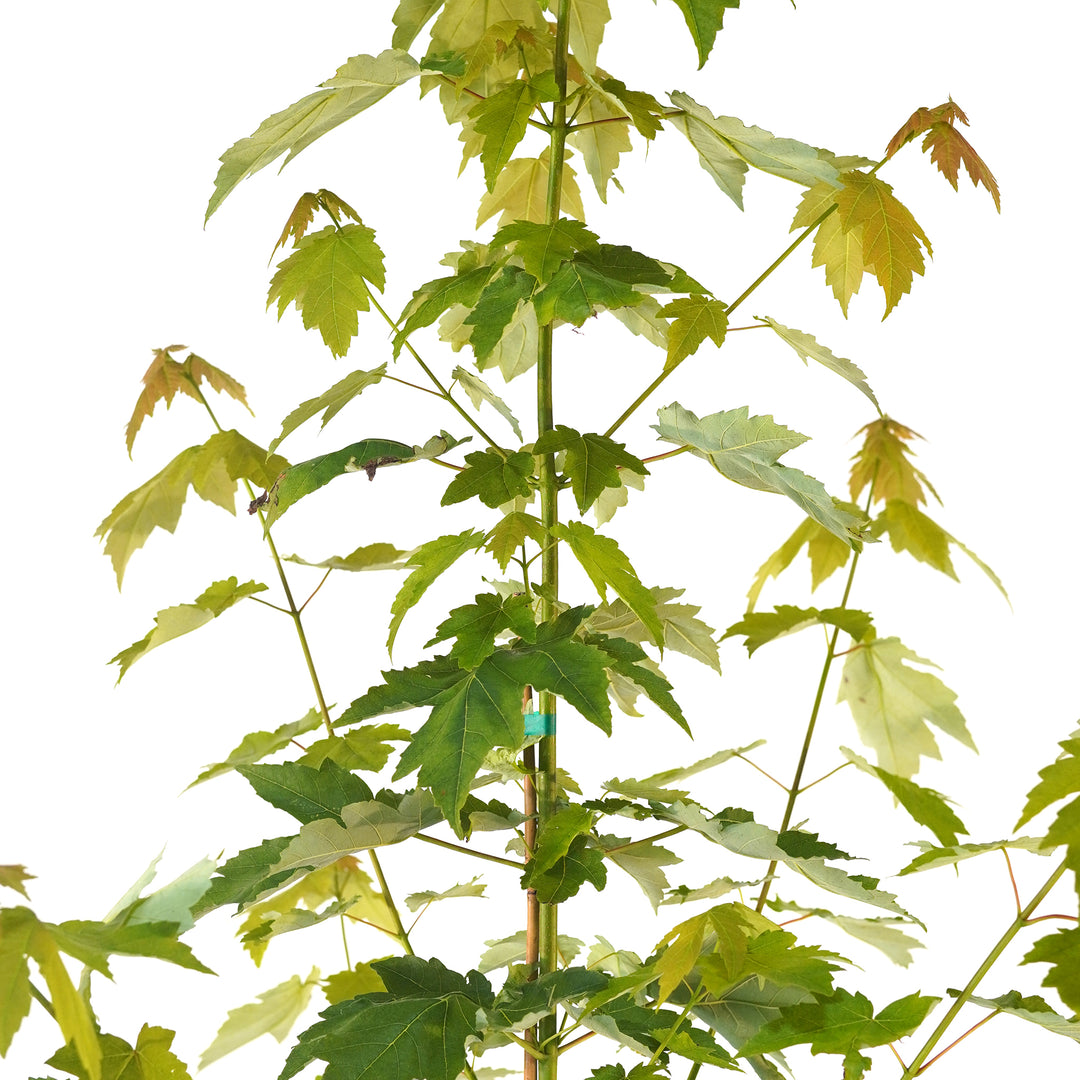 Close-up of bright green foliage on a Red Maple Rubrum tree against a white background
