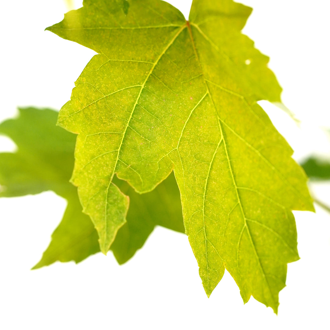 Close-up of a vibrant green leaf on a Red Maple Rubrum tree against a white background