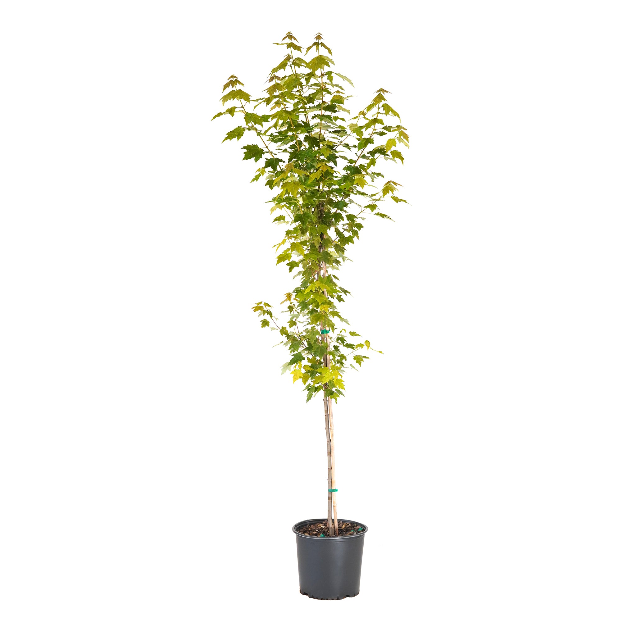 Sun Valley Red Maple tree with lush green foliage in a black nursery pot
