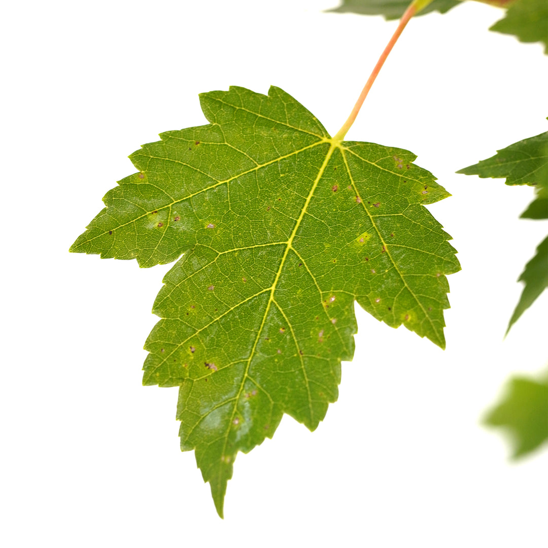 Close-up of a vibrant green leaf on a Sun Valley Red Maple tree against a white background