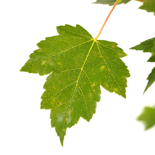 Close-up of a vibrant green leaf on a Sun Valley Red Maple tree against a white background