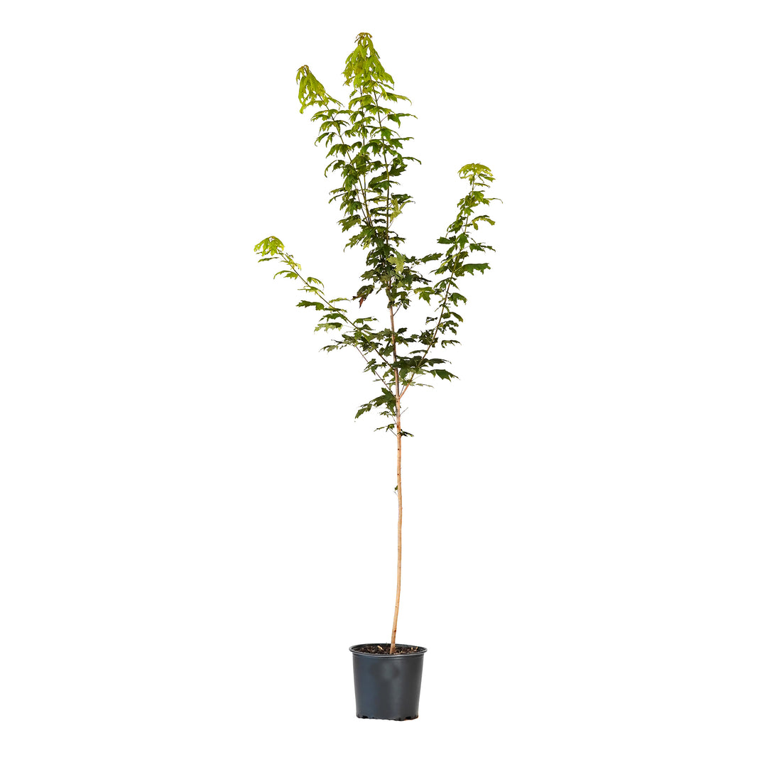 Sugar Maple tree with green summer foliage in a black nursery pot