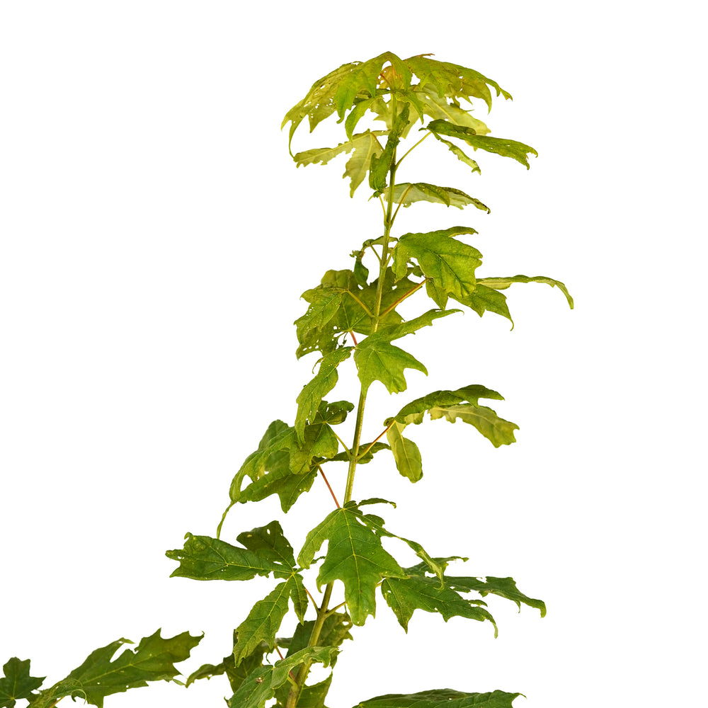 Close-up of bright green foliage on a Sugar Maple tree against a white background