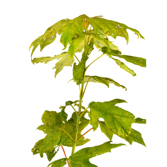 Close-up of the upper leafy stem on a Sugar Maple tree against a white background