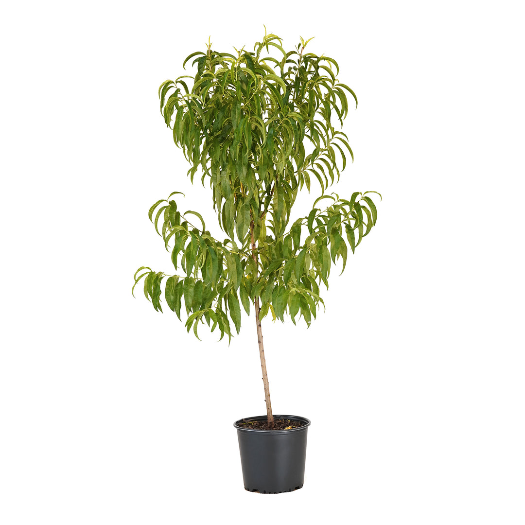 Live June Princess Nectarine tree with green summer foliage in a black nursery pot ready to plant