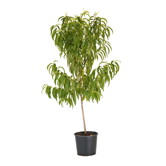 Live June Princess Nectarine tree with green summer foliage in a black nursery pot ready to plant