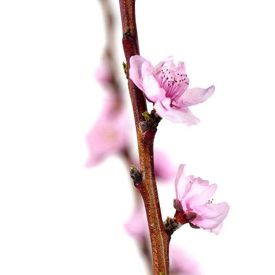 Close-up of delicate pink spring blossoms on the bare branch of a live June Princess Nectarine tree
