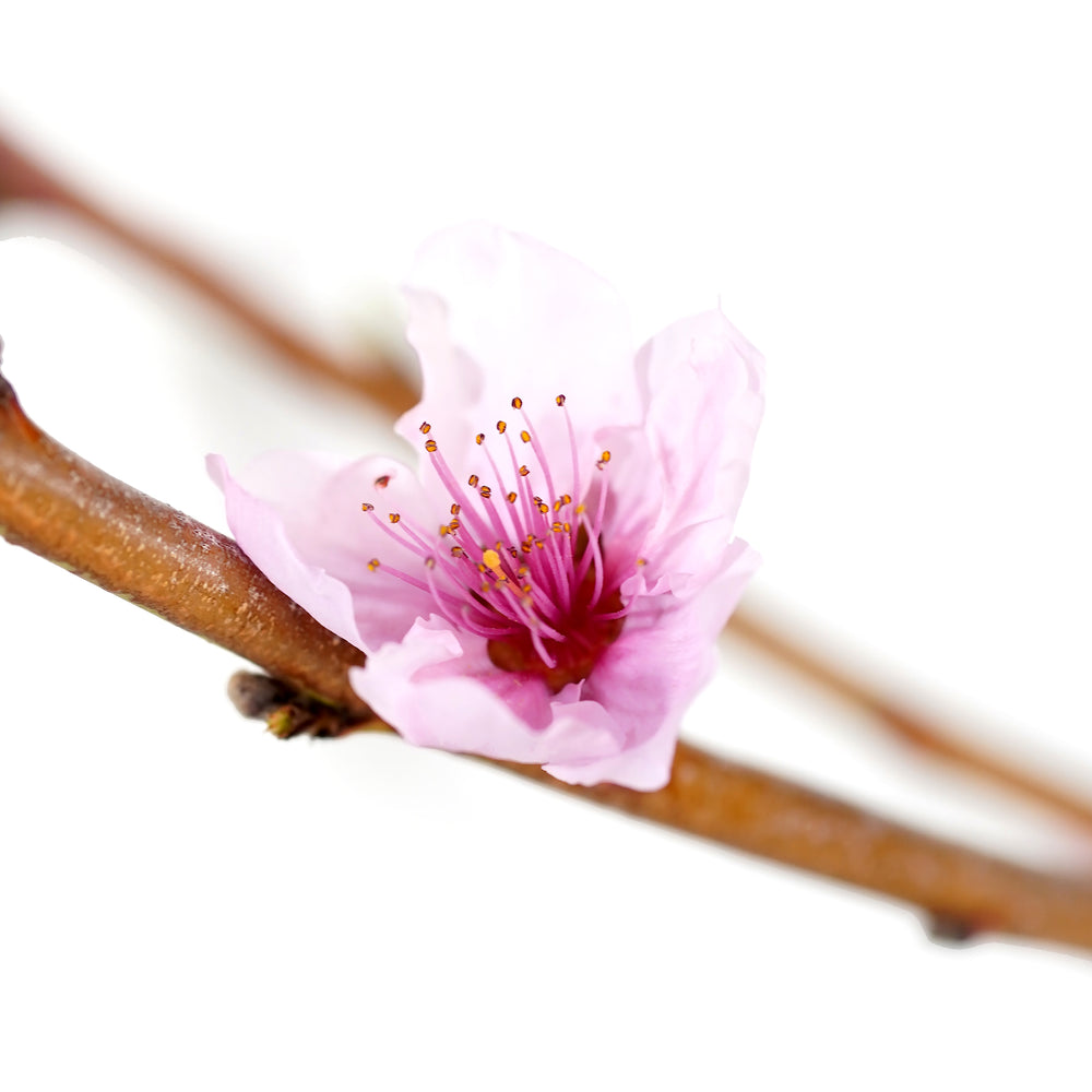 Macro close-up of a single pink spring blossom on a live June Princess Nectarine tree ready to plant
