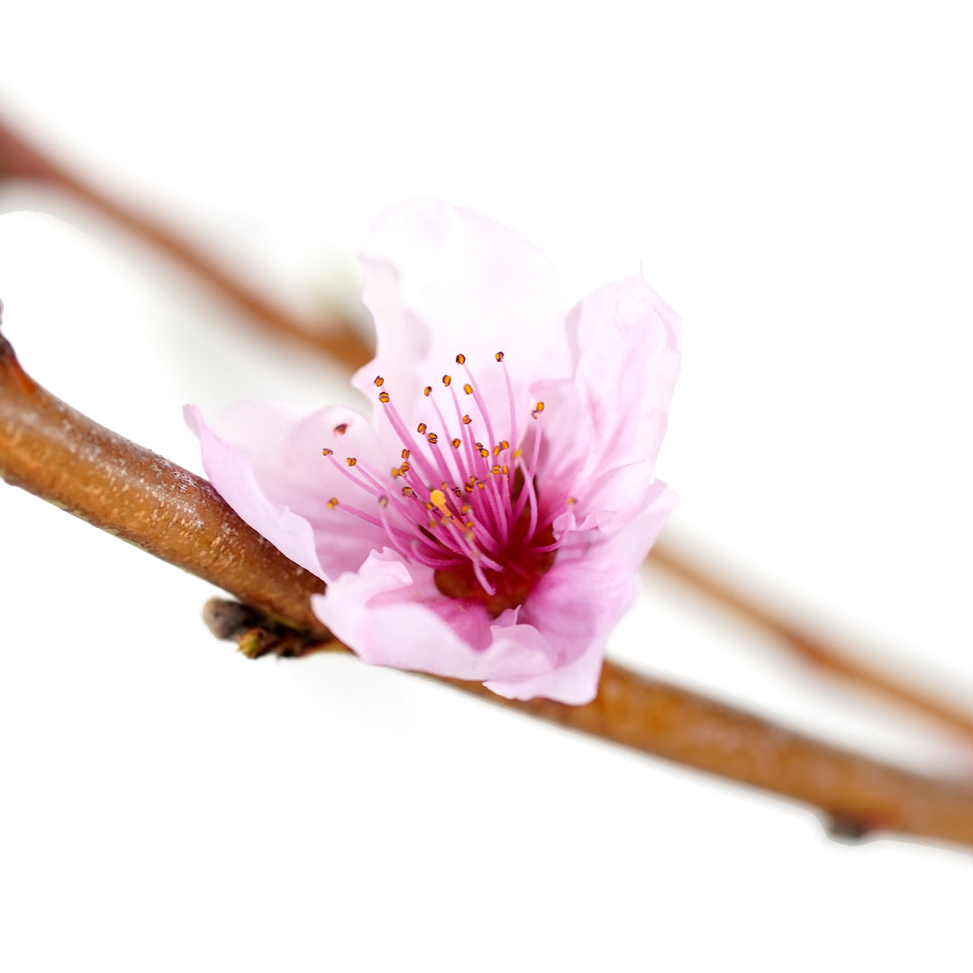 Macro close-up of a single pink spring blossom on a live June Princess Nectarine tree ready to plant