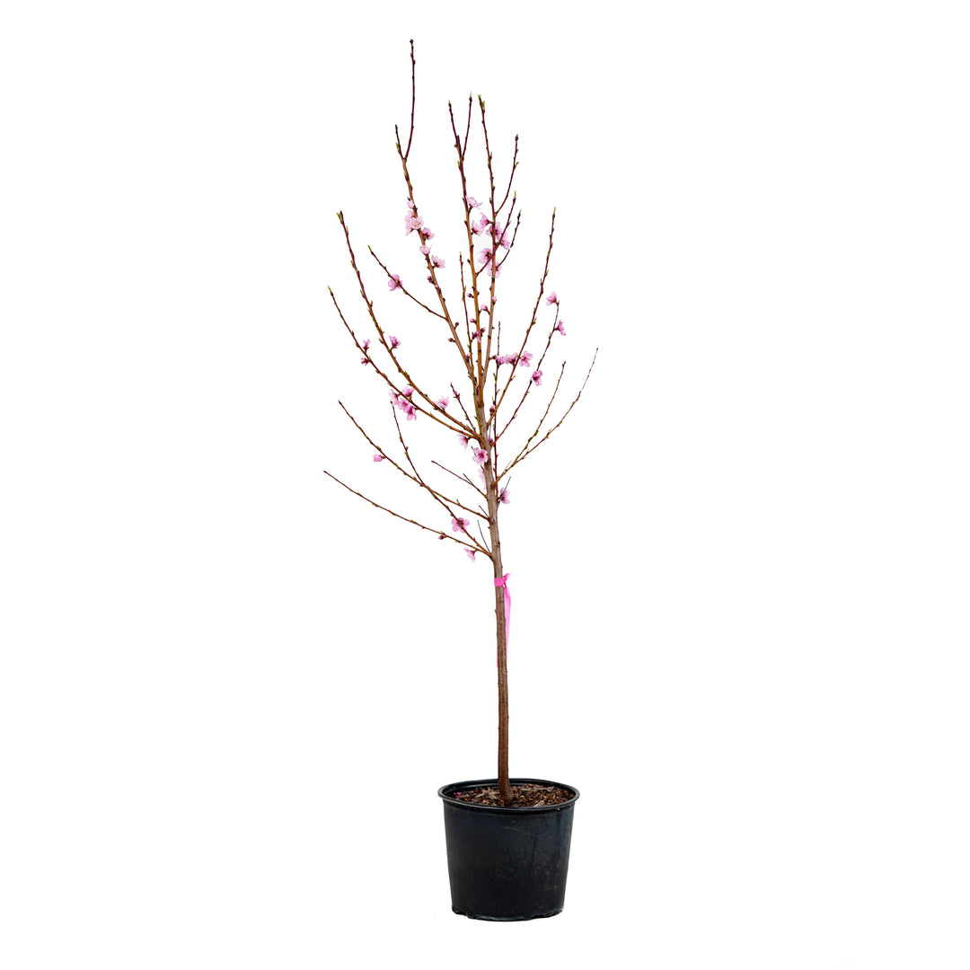 Live June Princess Nectarine tree blooming with pink spring flowers in a black nursery pot