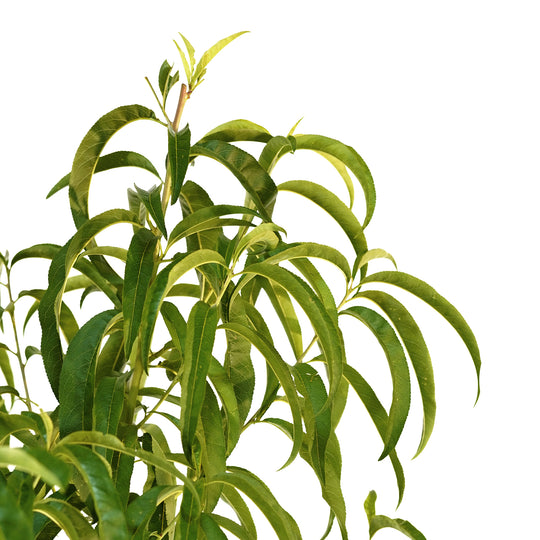 Close-up of bright green summer foliage on a live June Princess Nectarine tree ready to plant
