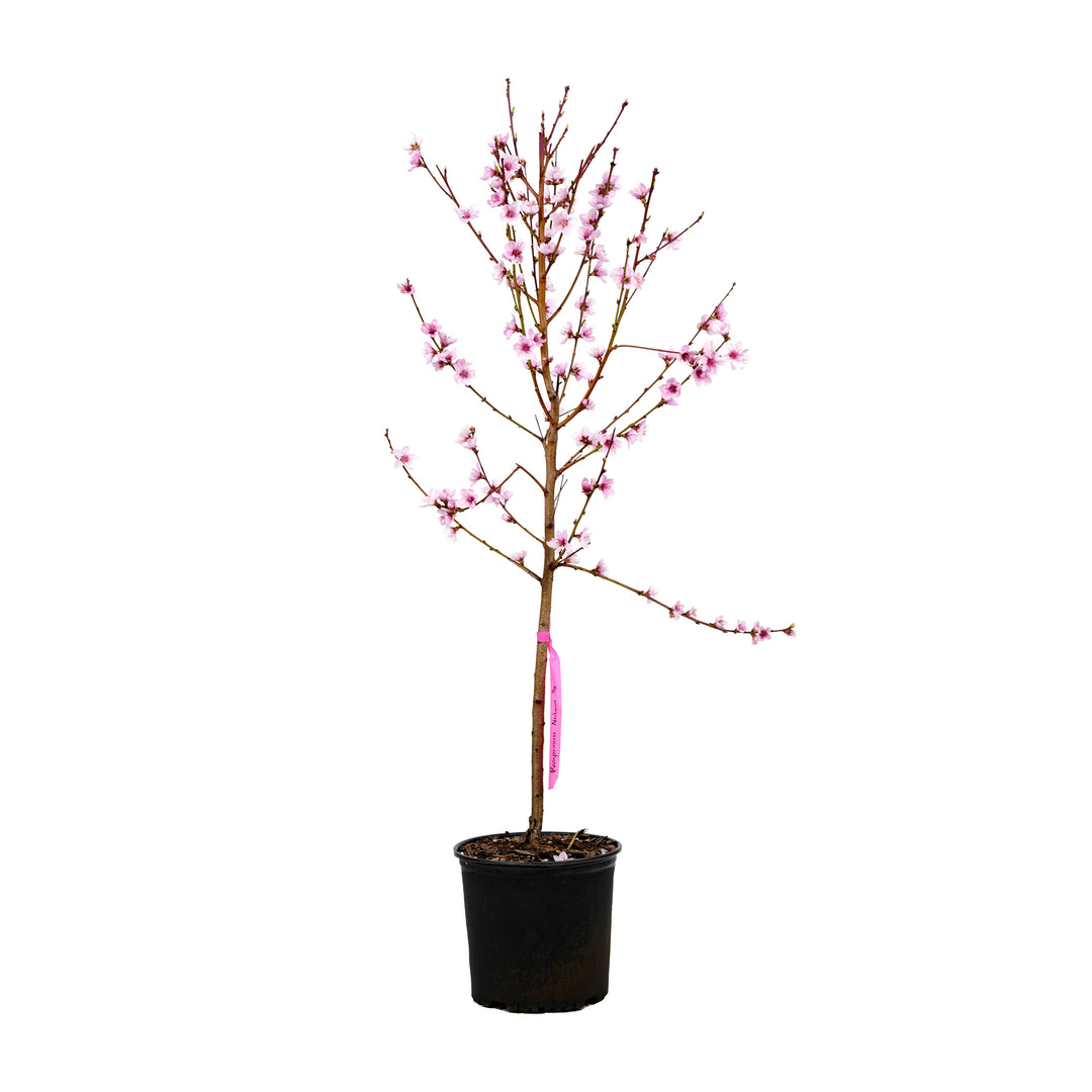Rose Princess Nectarine tree with pink spring blossoms in a black nursery pot