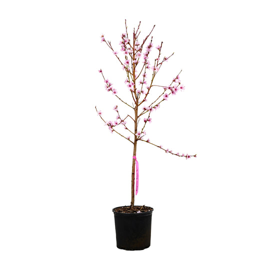 Rose Princess Nectarine tree with pink spring blossoms in a black nursery pot