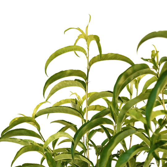 Close-up of bright green foliage on a Rose Princess Nectarine tree against a white background
