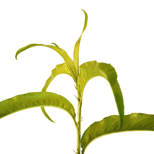 Close-up of bright green leaves sprouting on a Rose Princess Nectarine tree stem against a white background