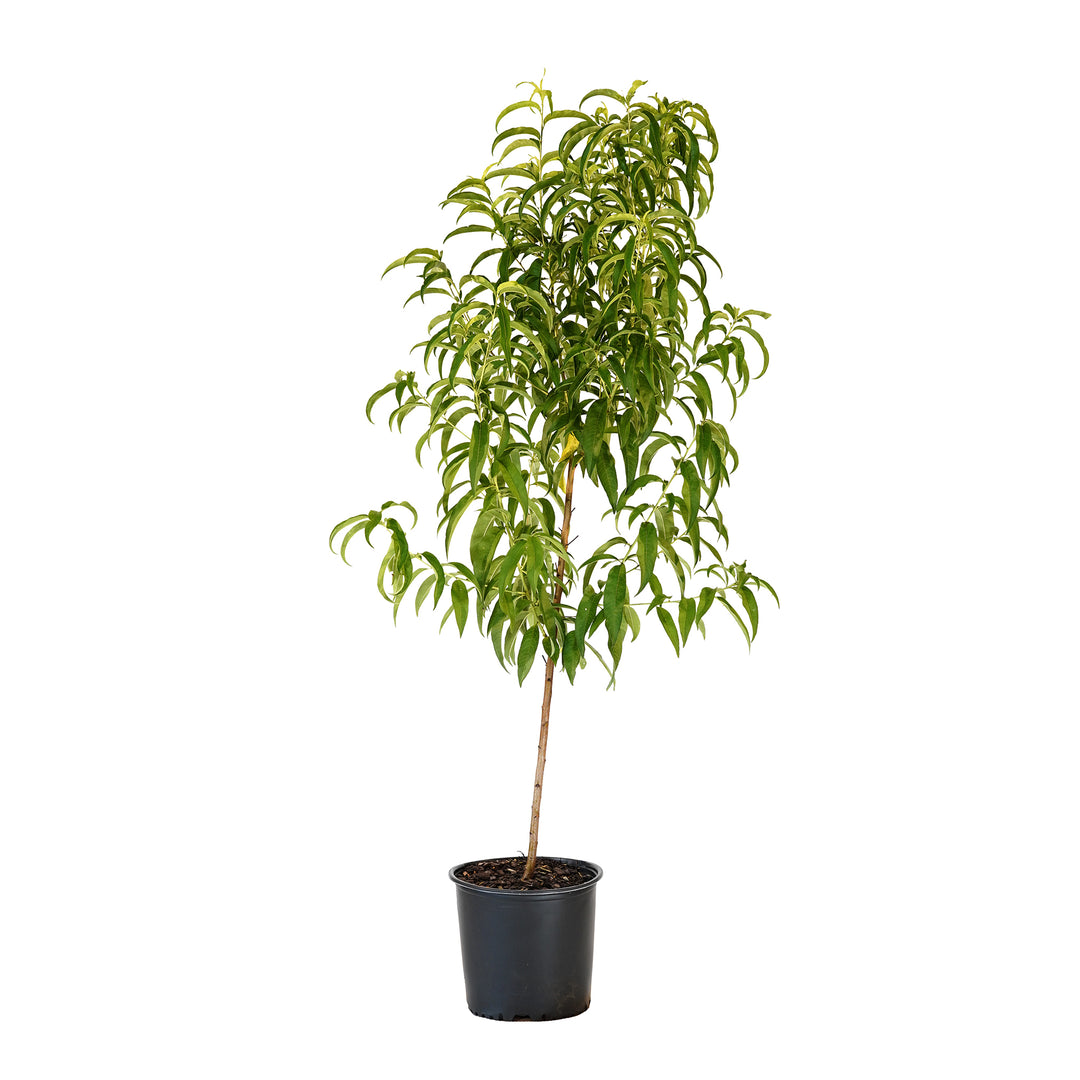 Rose Princess Nectarine tree with full green summer foliage in a black nursery pot