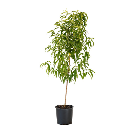 Rose Princess Nectarine tree with full green summer foliage in a black nursery pot
