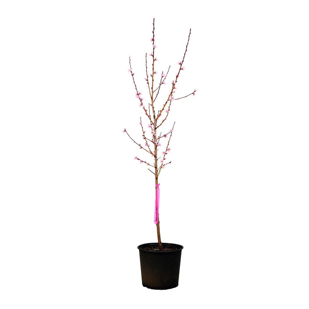 Full view of a blooming Rose Princess Nectarine tree in a black nursery pot against a white background