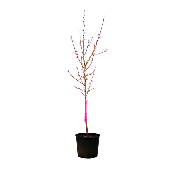 Full view of a blooming Rose Princess Nectarine tree in a black nursery pot against a white background