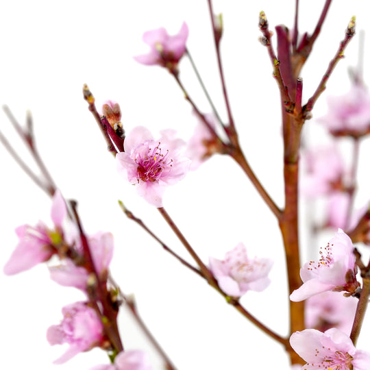 Close-up of delicate pink spring blossoms and buds on a Rose Princess Nectarine tree against a white background