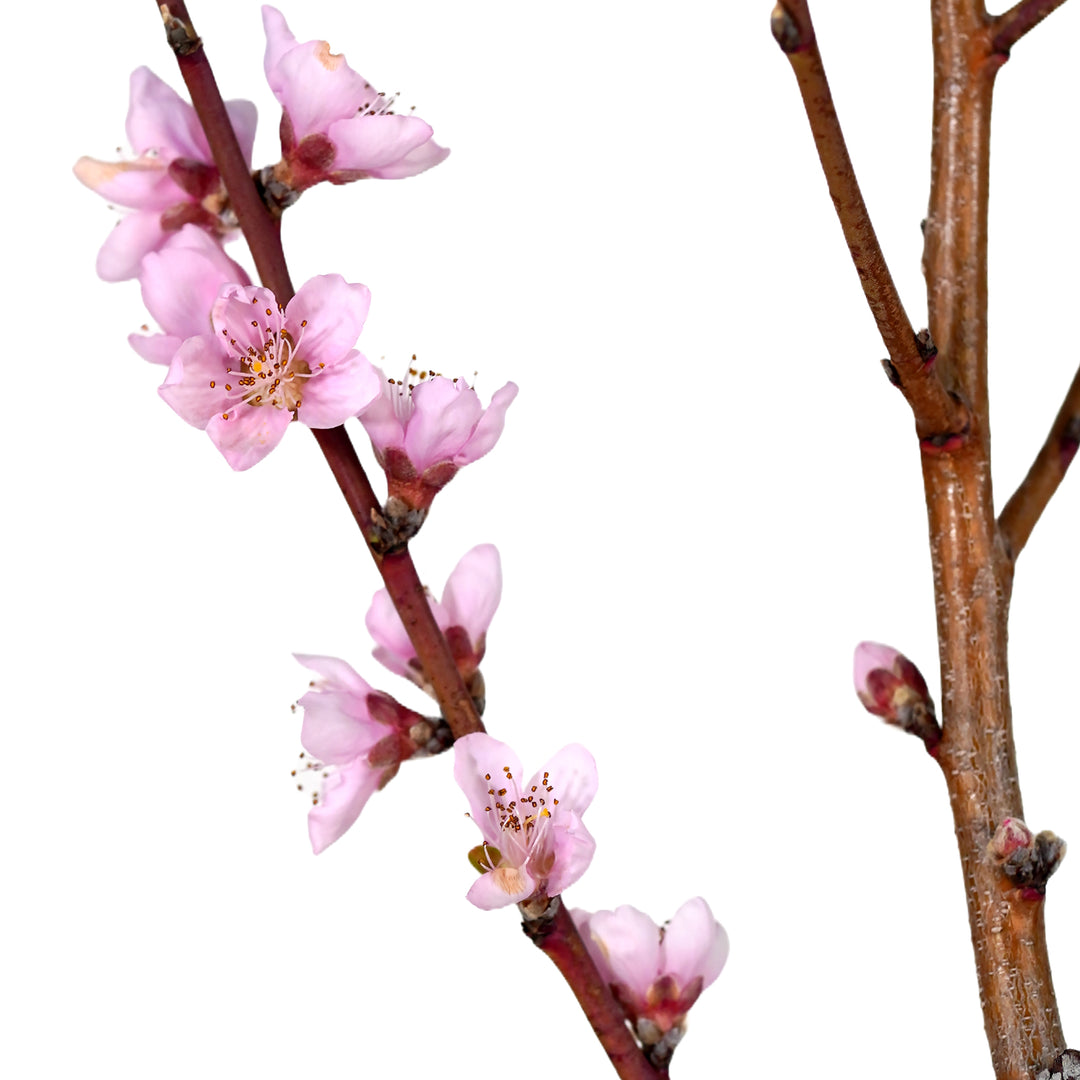 Close-up of pink spring blossoms on the bare branches of a Rose Princess Nectarine tree against a white background