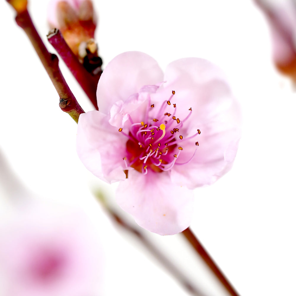 Macro close-up of a delicate pink spring blossom on a live Rose Princess Nectarine tree ready to plant