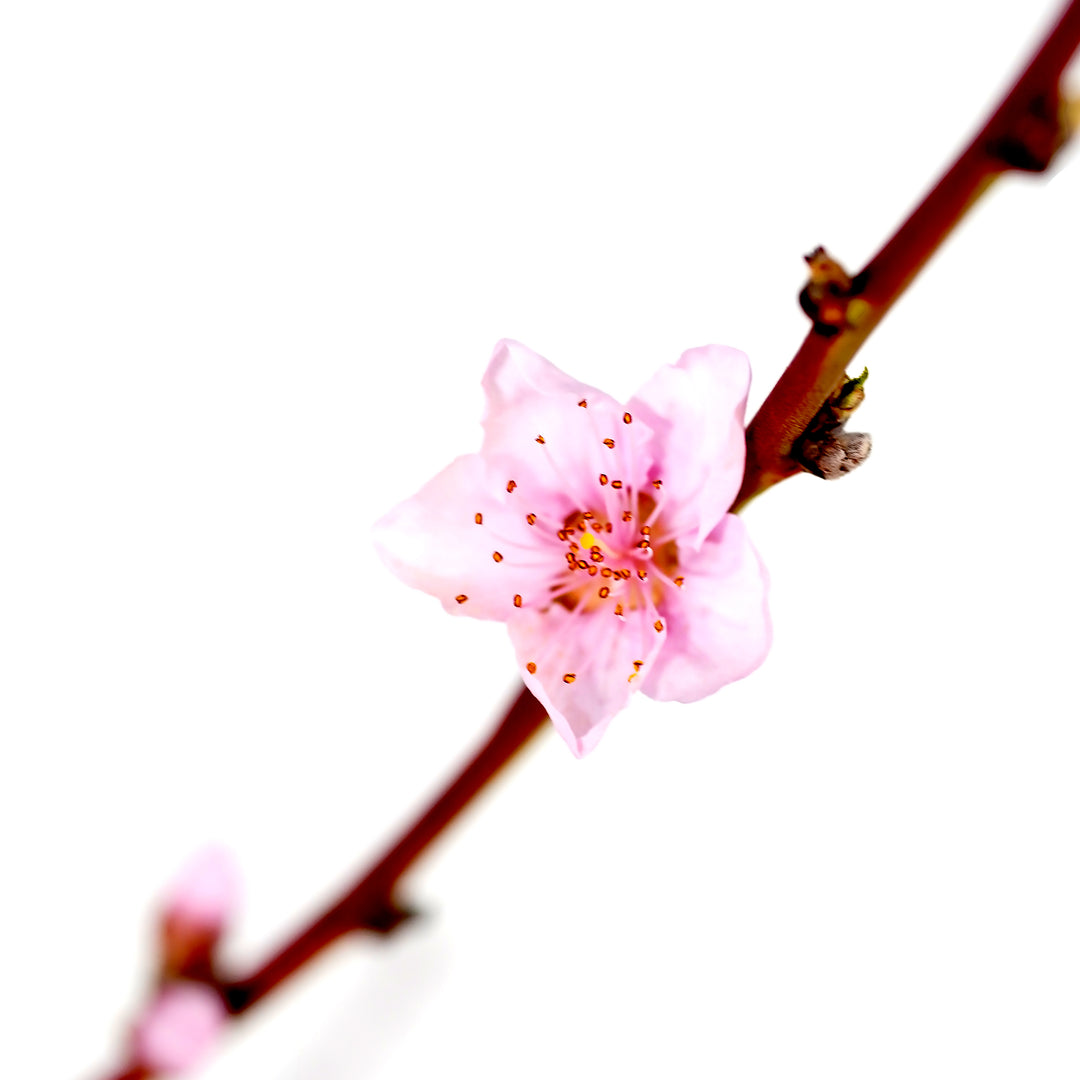 Close-up of a single pink spring blossom on the bare branch of a live Rose Princess Nectarine tree