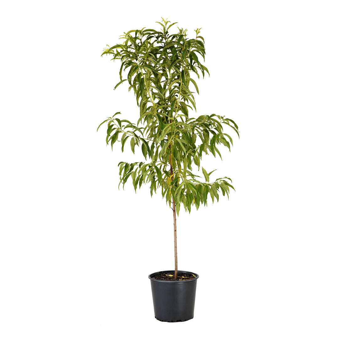 Suncoast Nectarine tree with green summer foliage in a black nursery pot