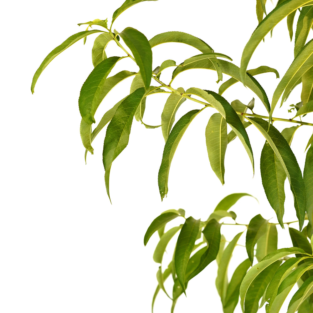 Close-up of bright green foliage on a Suncoast Nectarine tree against a white background