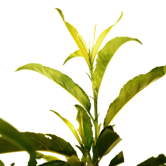 Close-up of bright green leaves sprouting on a Suncoast Nectarine tree stem against a white background