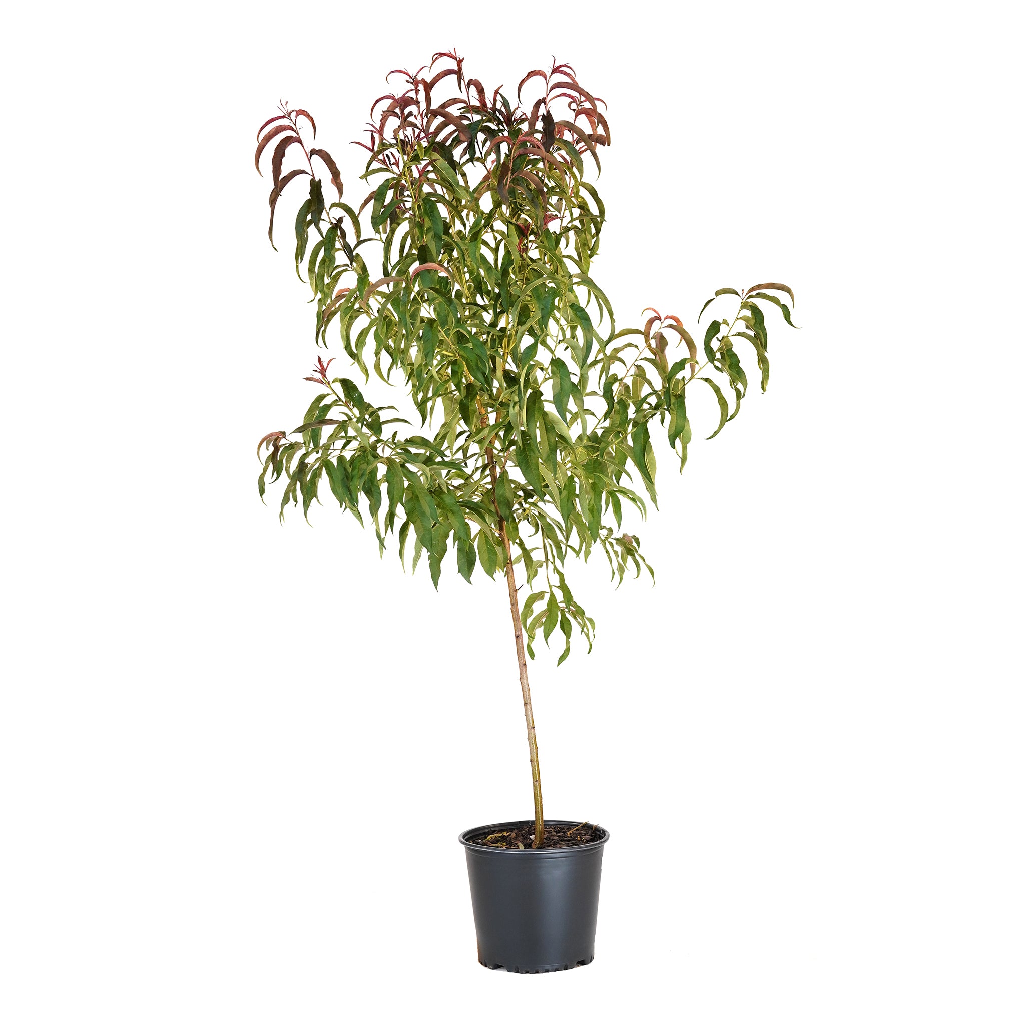 Sunhome Nectarine tree with green foliage and reddish new growth in a black nursery pot