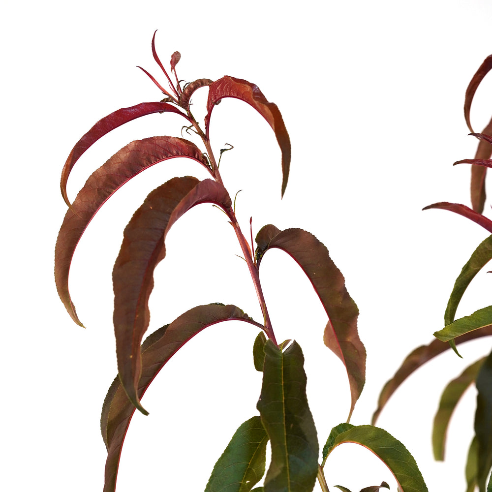 Close-up of striking red and green foliage on a Sunhome Nectarine tree against a white background