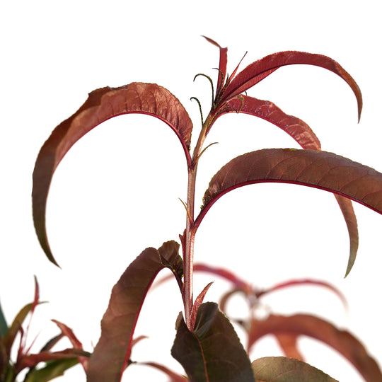 Close-up of striking reddish-purple leaves on a Sunhome Nectarine tree stem against a white background