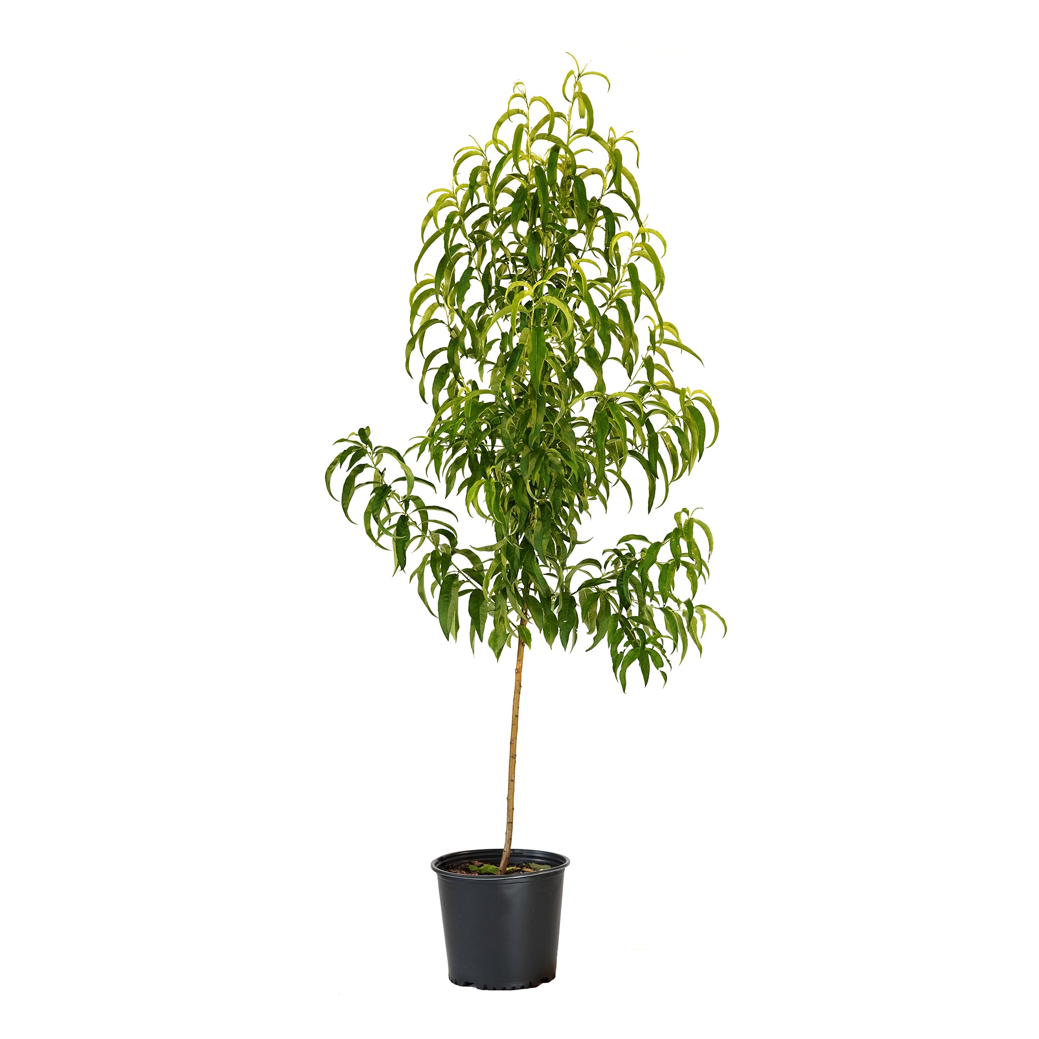 Sunmist Nectarine tree with green summer foliage in a black nursery pot